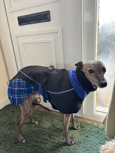 Customer photo review of Felton - Sighthound Coat with Underbelly and Harness Hole