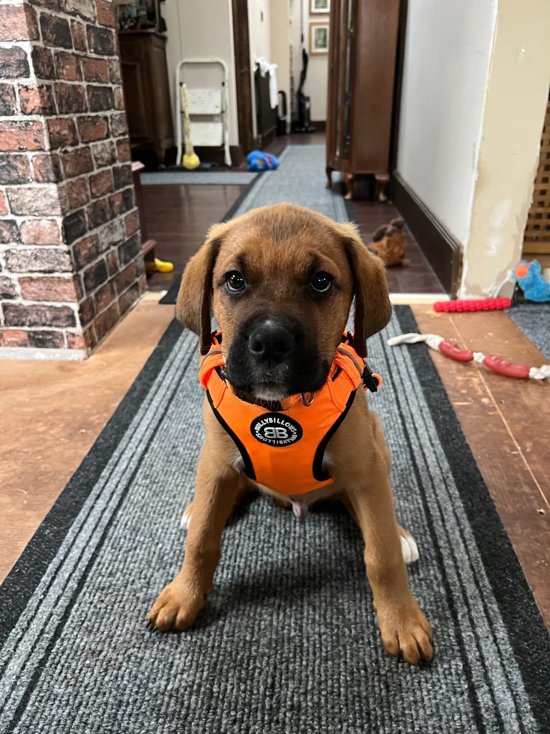 Customer photo review of Comfort Premium Harness | Non Restrictive - Orange