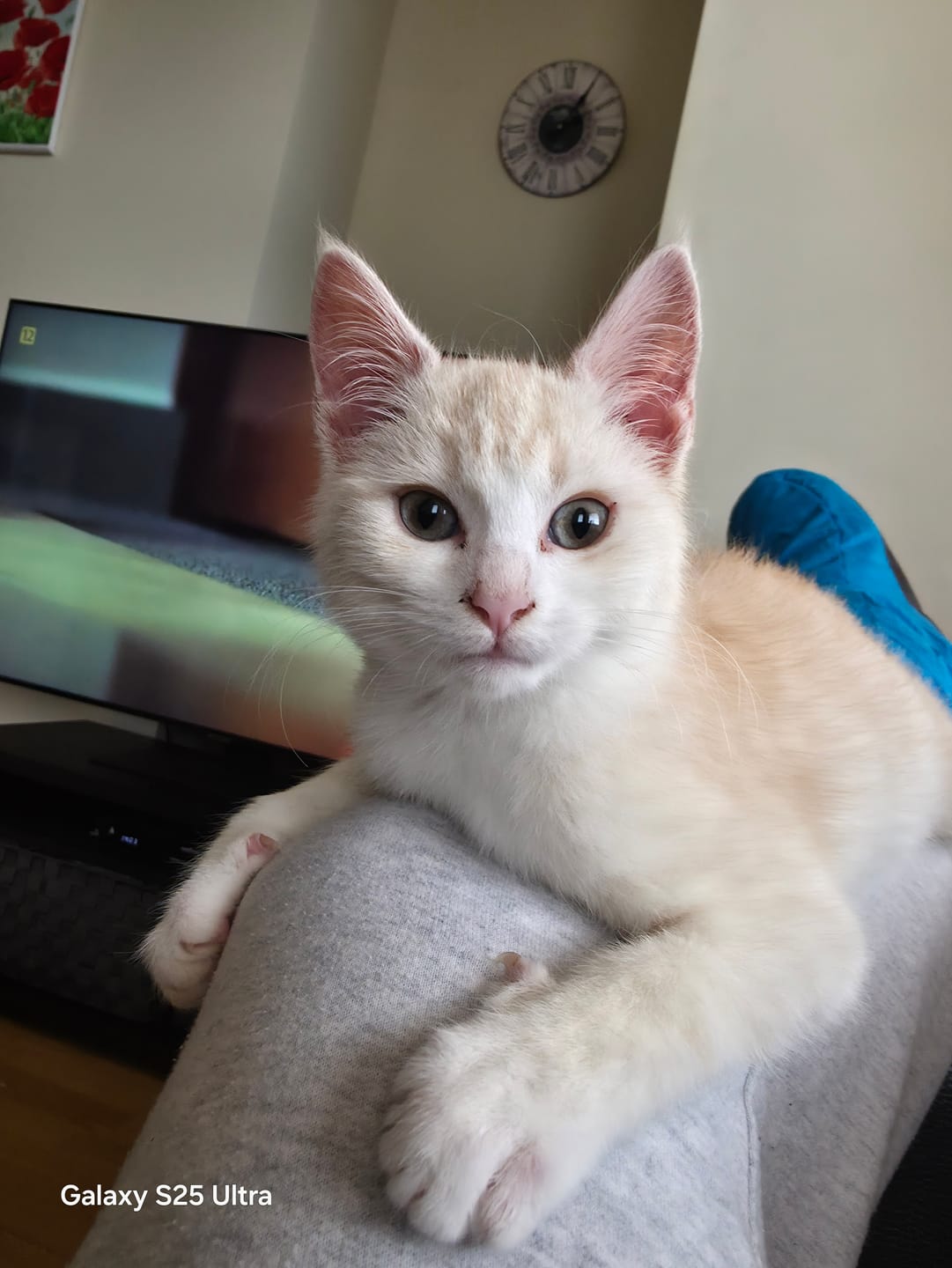 Customer photo review of Cat Duo Pack