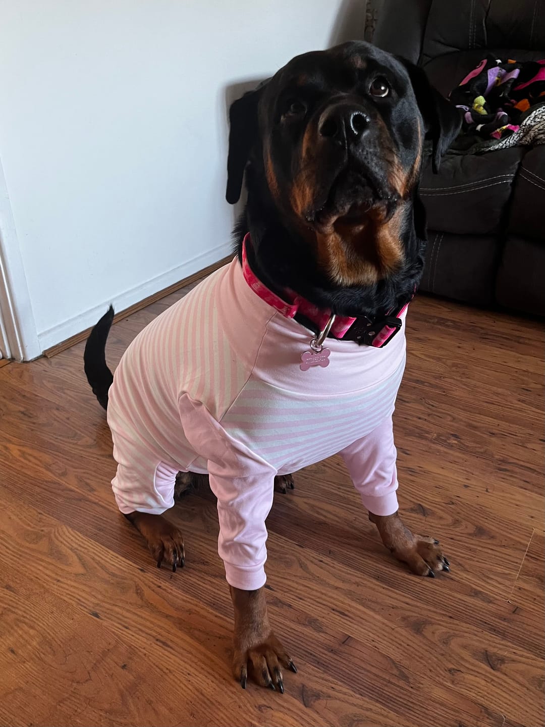 Customer photo review of Dog Pajama - Pink Stripes