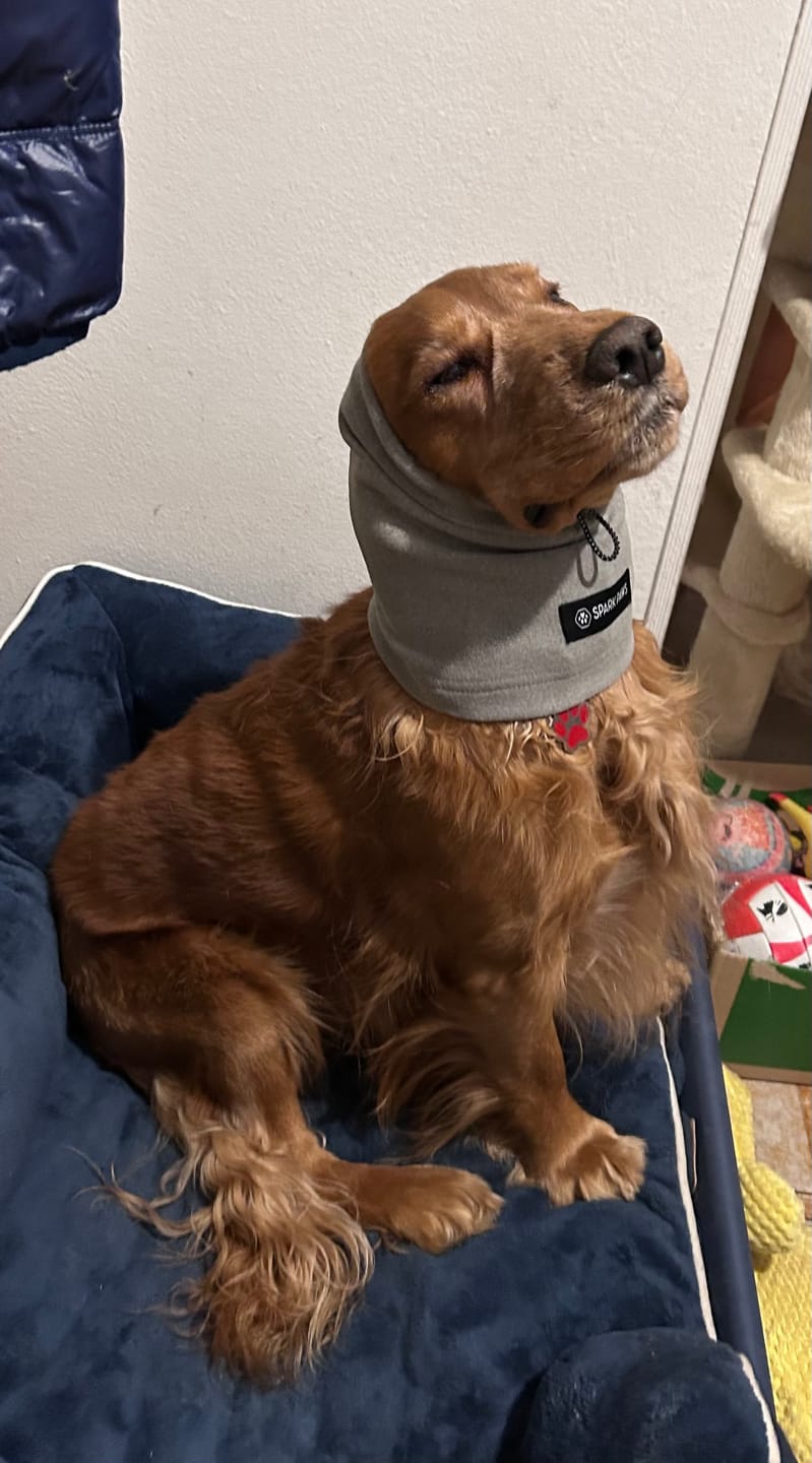 Customer photo review of Anxiety Calming Dog Earmuff Protector - Grey