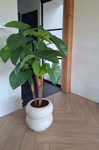Customer photo review of Alocasia Kunstplant 140cm