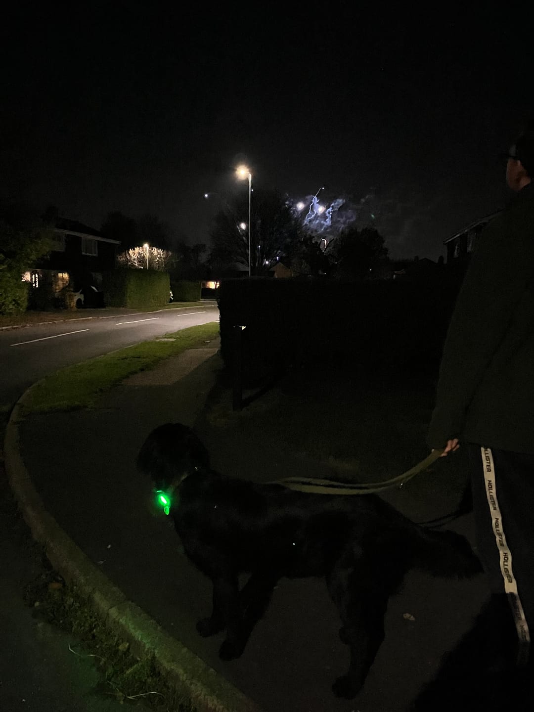 Customer photo review of TrekBright® Dog Safety Light