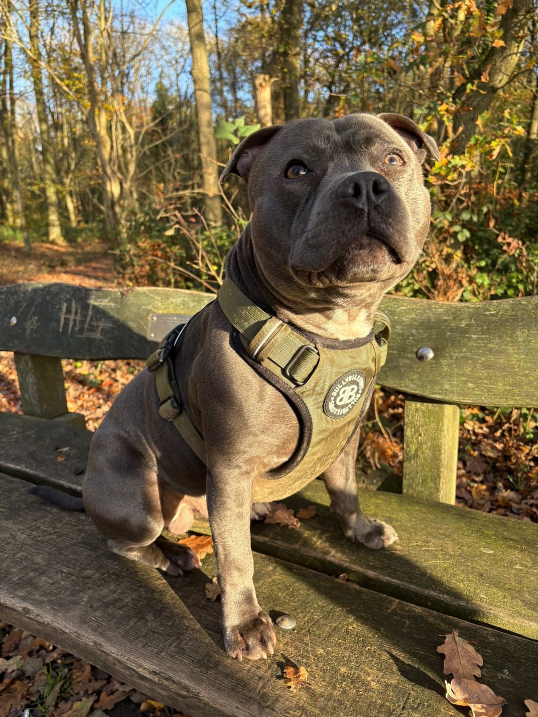 Customer photo review of Comfort Premium Harness | Non Restrictive - Khaki