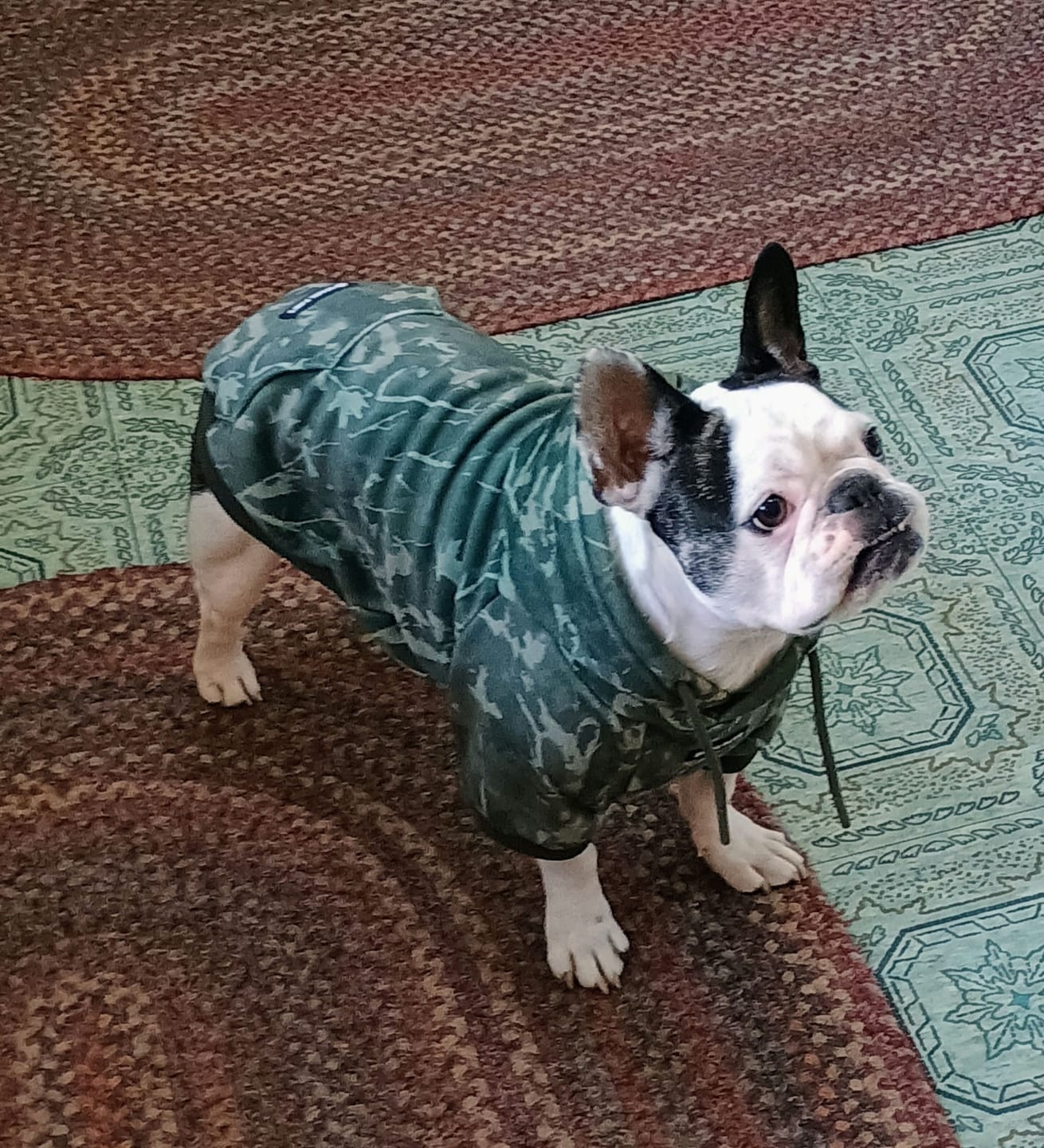 Customer photo review of Concrete Wood Dog Hoodie - Timber