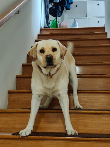 Customer photo review of Hand Made Leather Dog Collar - Imperial Baby Blue & Rose Gold (Wide Fit)
