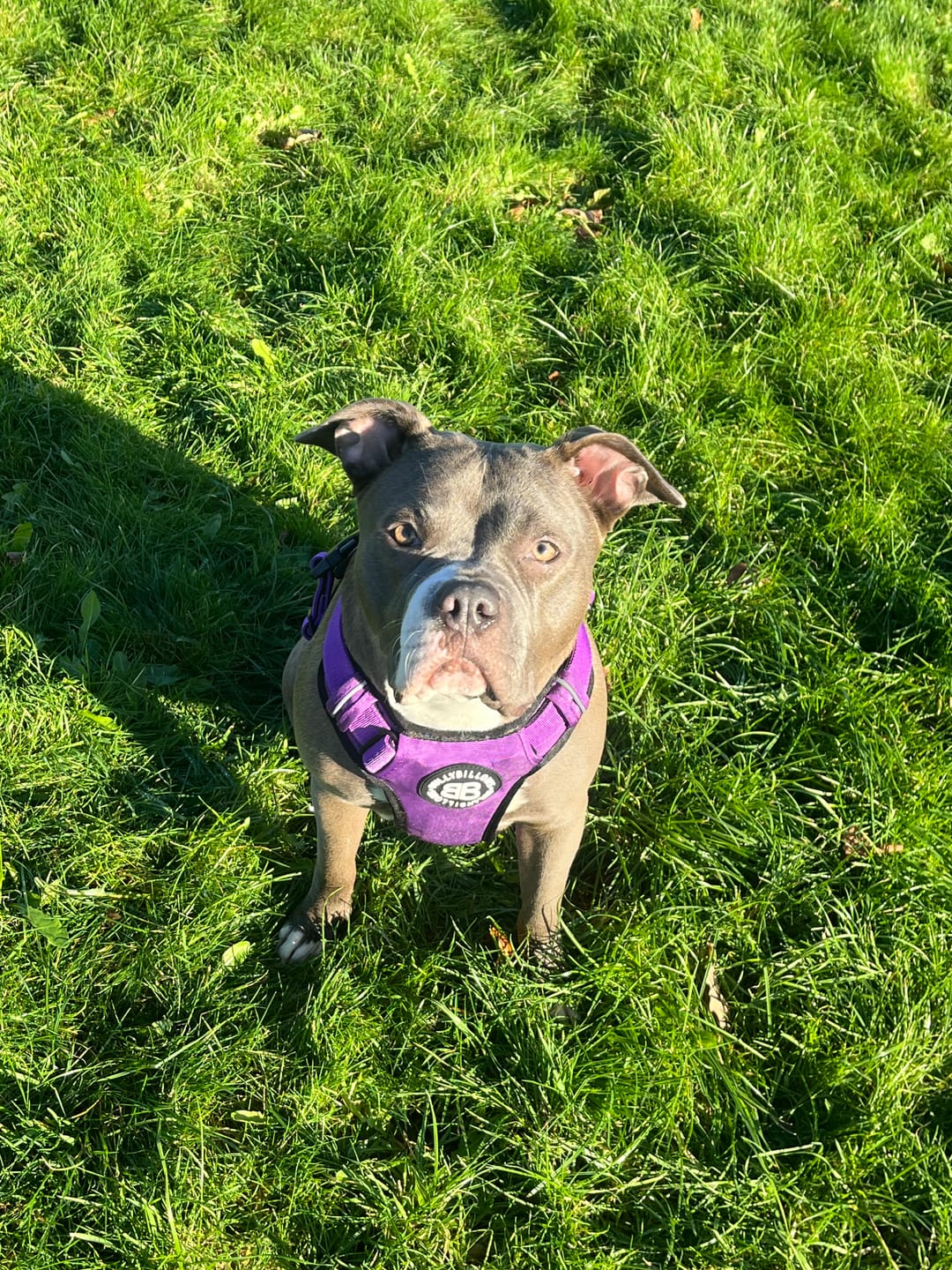 Customer photo review of Comfort Premium Harness | Non Restrictive - Purple