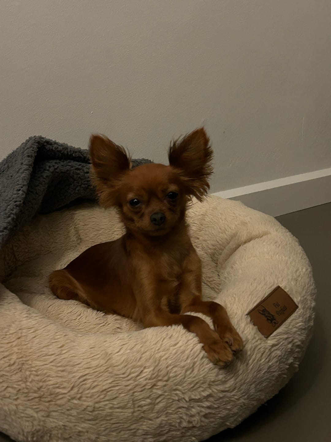 Customer photo review of Pet Perfect Hoes (ZONDER VULLING) voor Orthopedische Donutmand - ZONDER VULLING