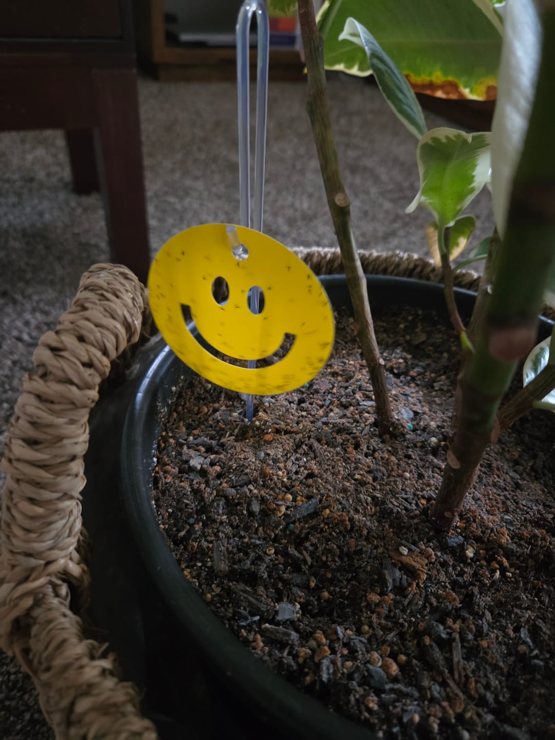 Customer photo review of Killer Smiles