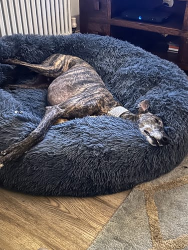Customer photo review of GIANT Super Plush Donut Bed
