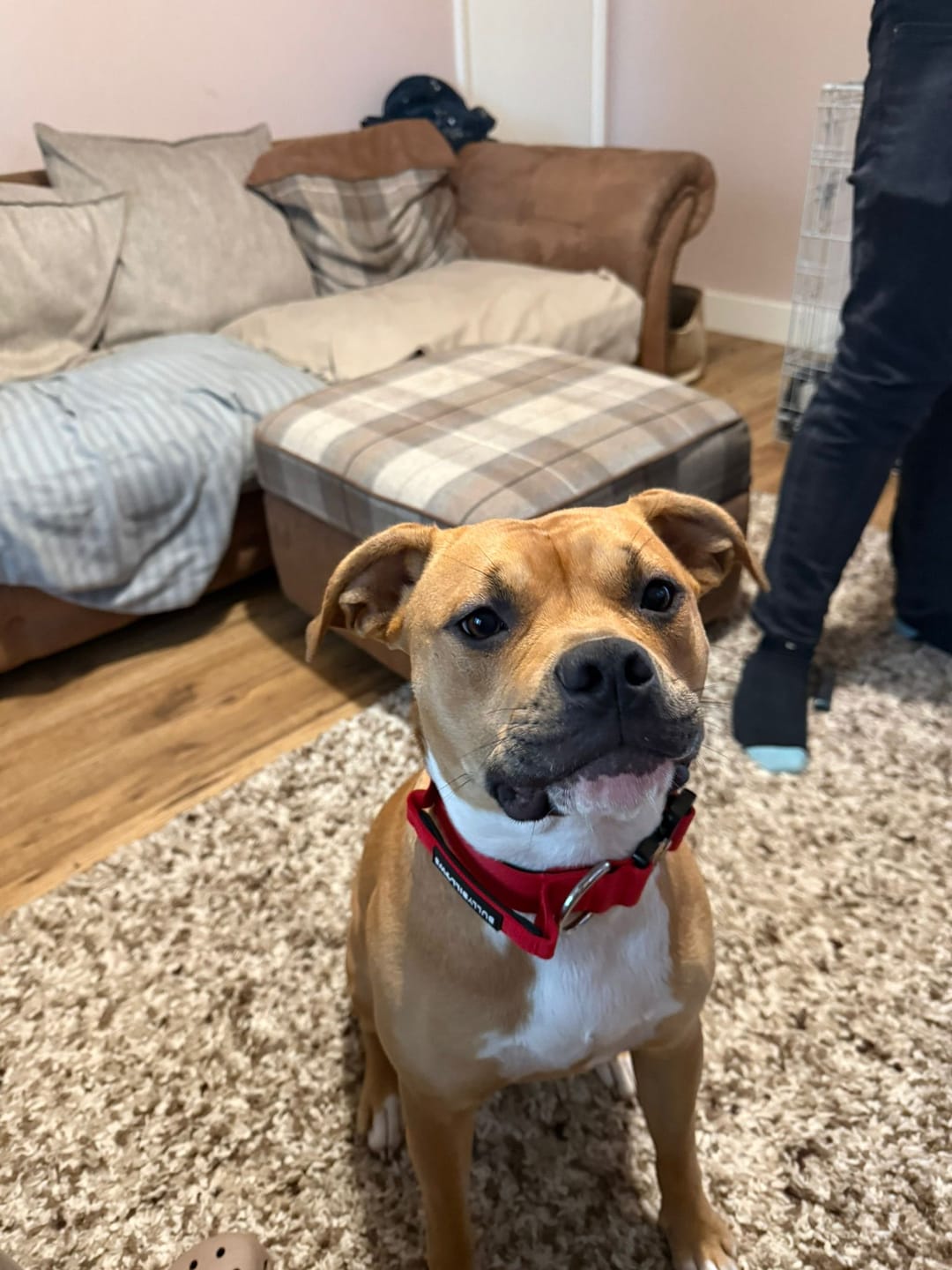 Customer photo review of 4cm Combat® Collar | Handle & Rated Clip - Red