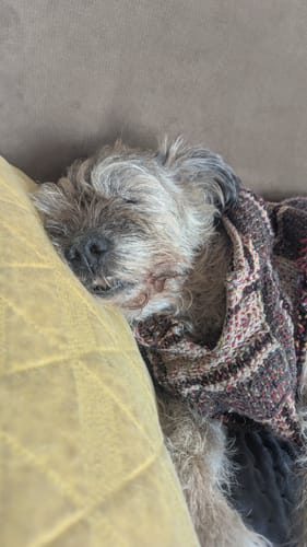 Customer photo review of Playa Poncho - Surprise Color