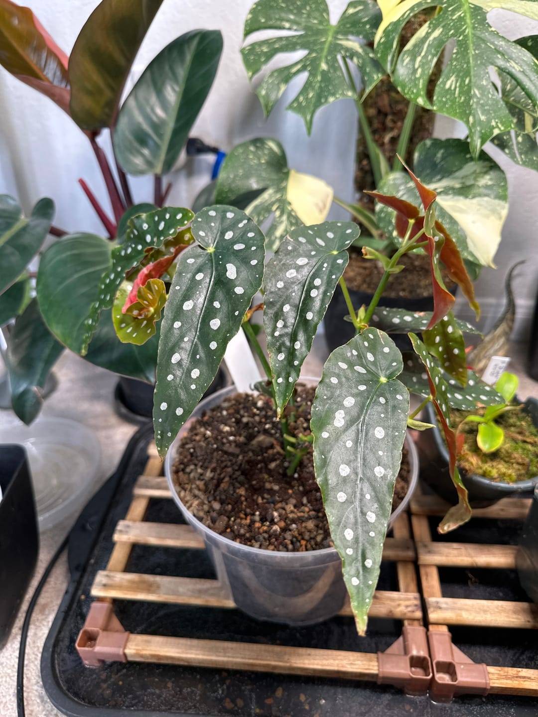 Customer photo review of Begonia maculata