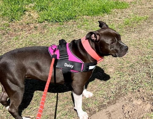 Customer photo review of Black Friday Walking Set