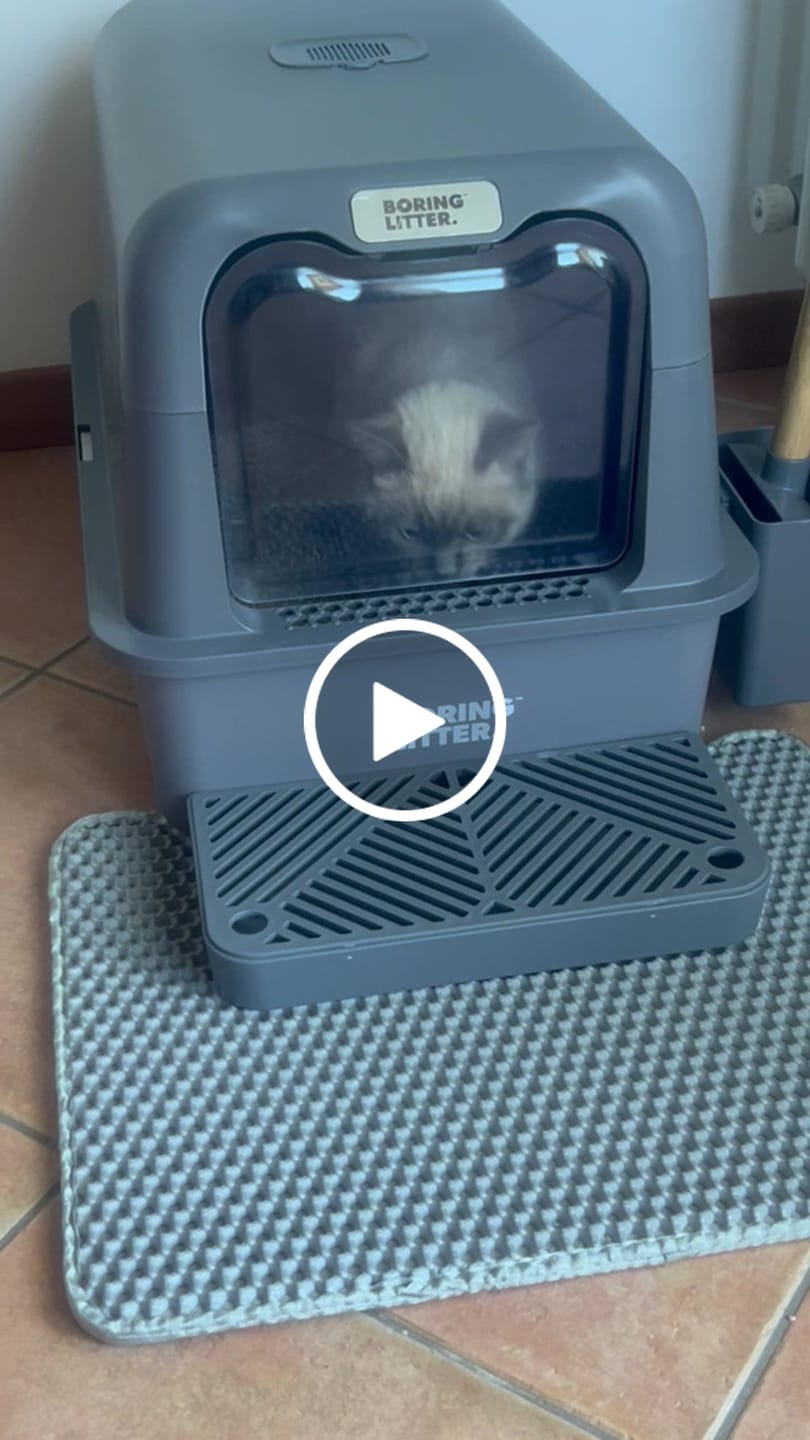 Customer video review of BORING LITTER - Lettiera in Acciaio INOX
