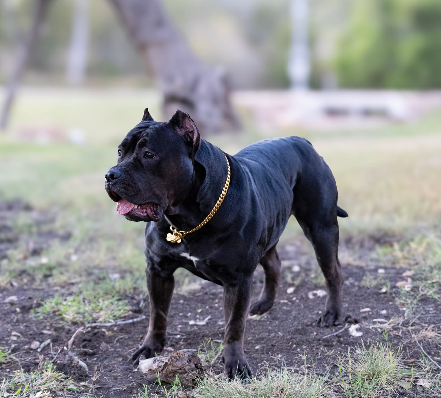 Customer photo review of BONE DOG ID TAG - Custom Engraved Stainless Steel Premium