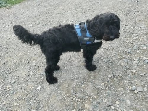 Customer photo review of Black Friday Walking Set