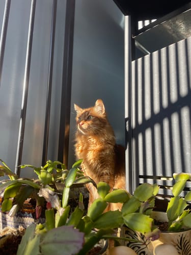 Customer photo review of 1 Month Supply – 1 Cat