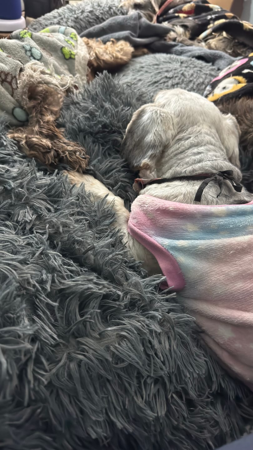 Customer photo review of Cobija Impermeable para Perros