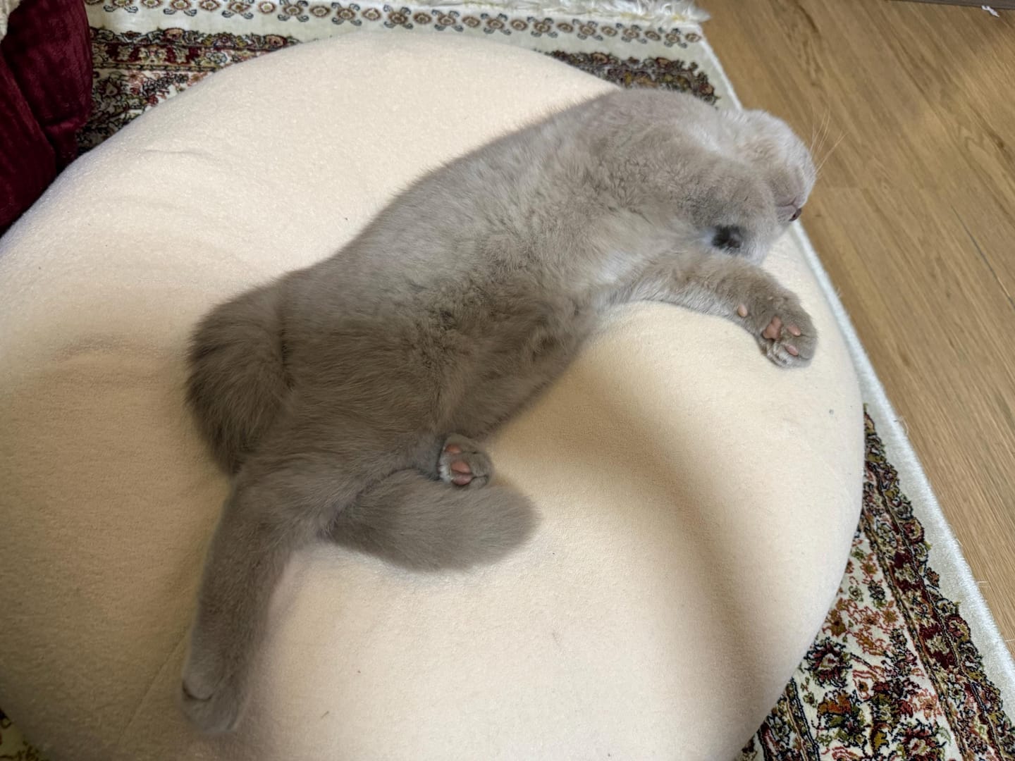 Customer photo review of Pina Colada Pudding Bed
