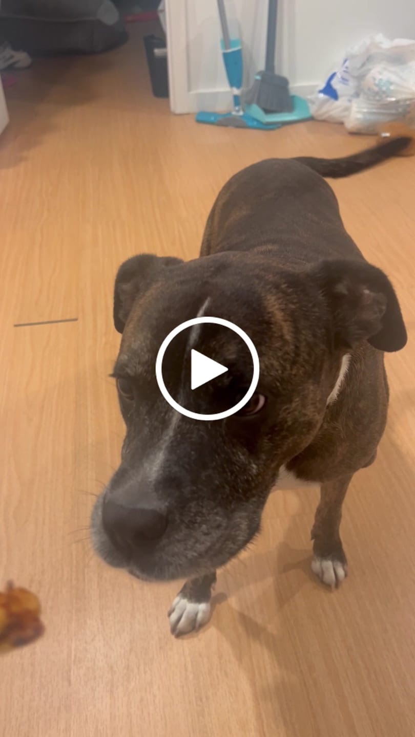 Customer video review of KING KALM 600mg CBD with Copaiba, Krill Oil and DHA for Dogs & Cats