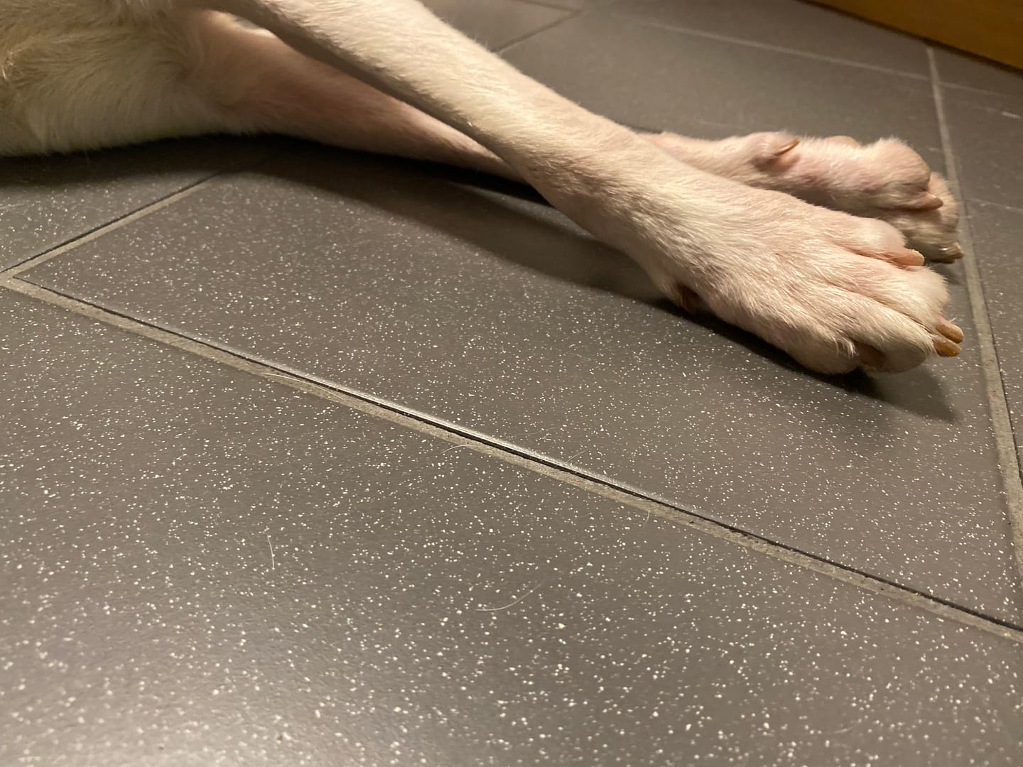 Customer photo review of Upgrade - Allergietest Hund