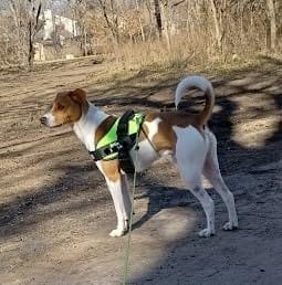 Customer photo review of Black Friday Walking Set