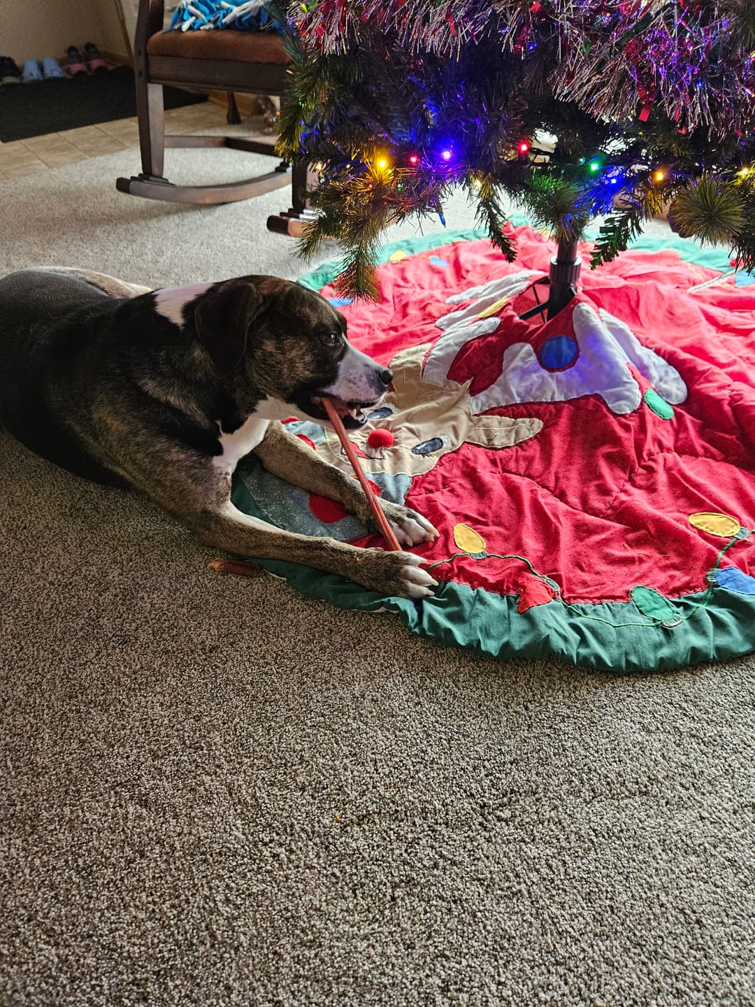Customer photo review of 12 Inch Standard Bully Sticks