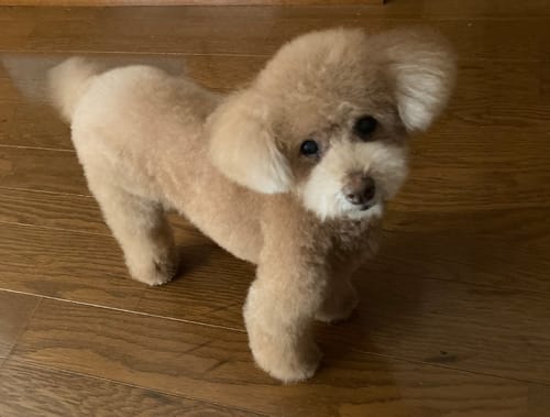 Customer photo review of FunFunPet 高機能ハーネス（お名前タグ作成サービス付き）