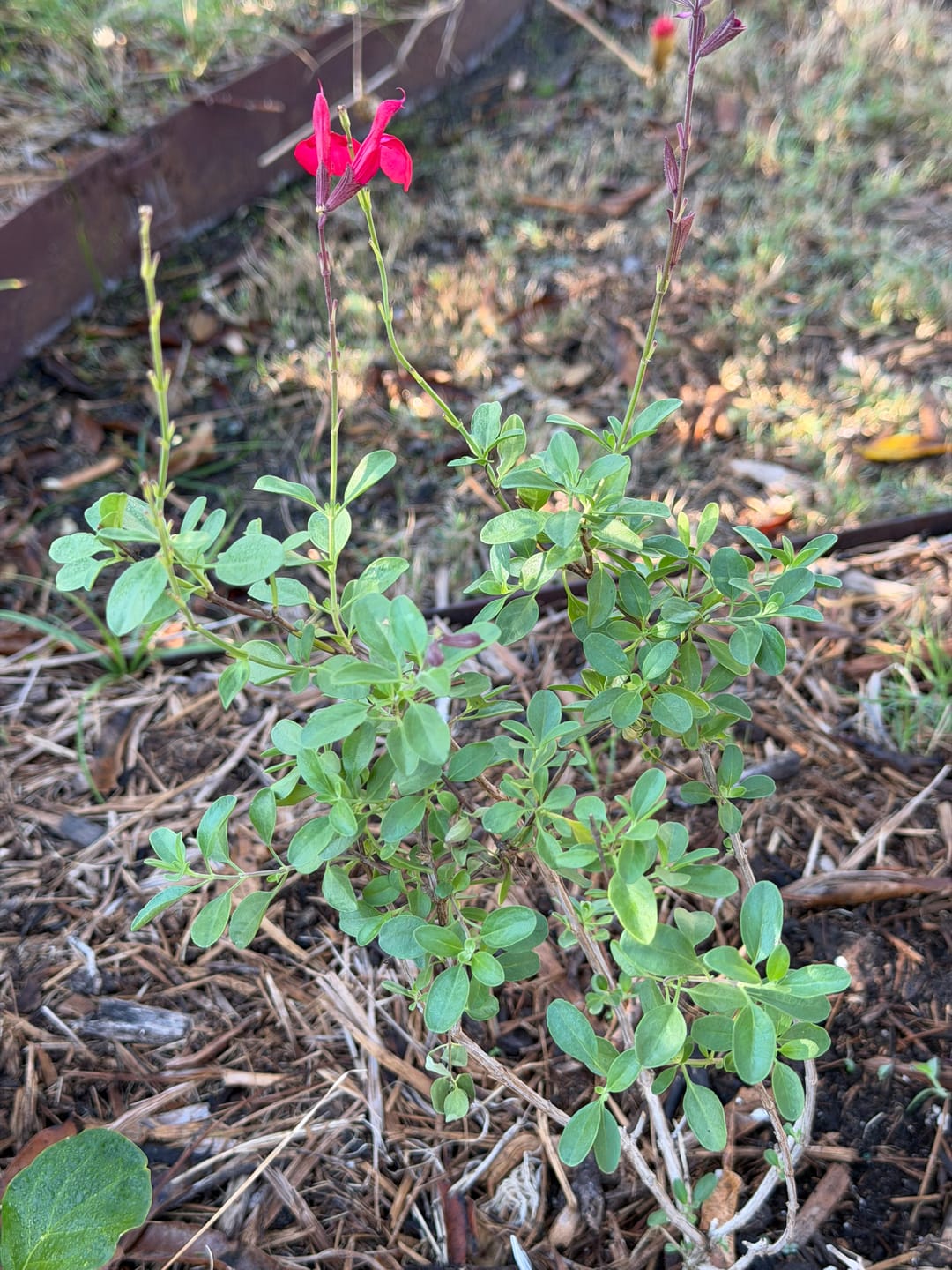 Customer photo review of Autumn Sage 'Red'