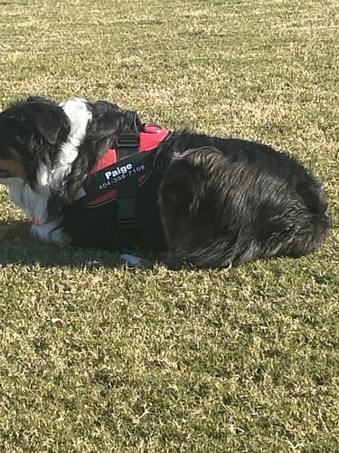 Customer photo review of Black Friday Walking Set