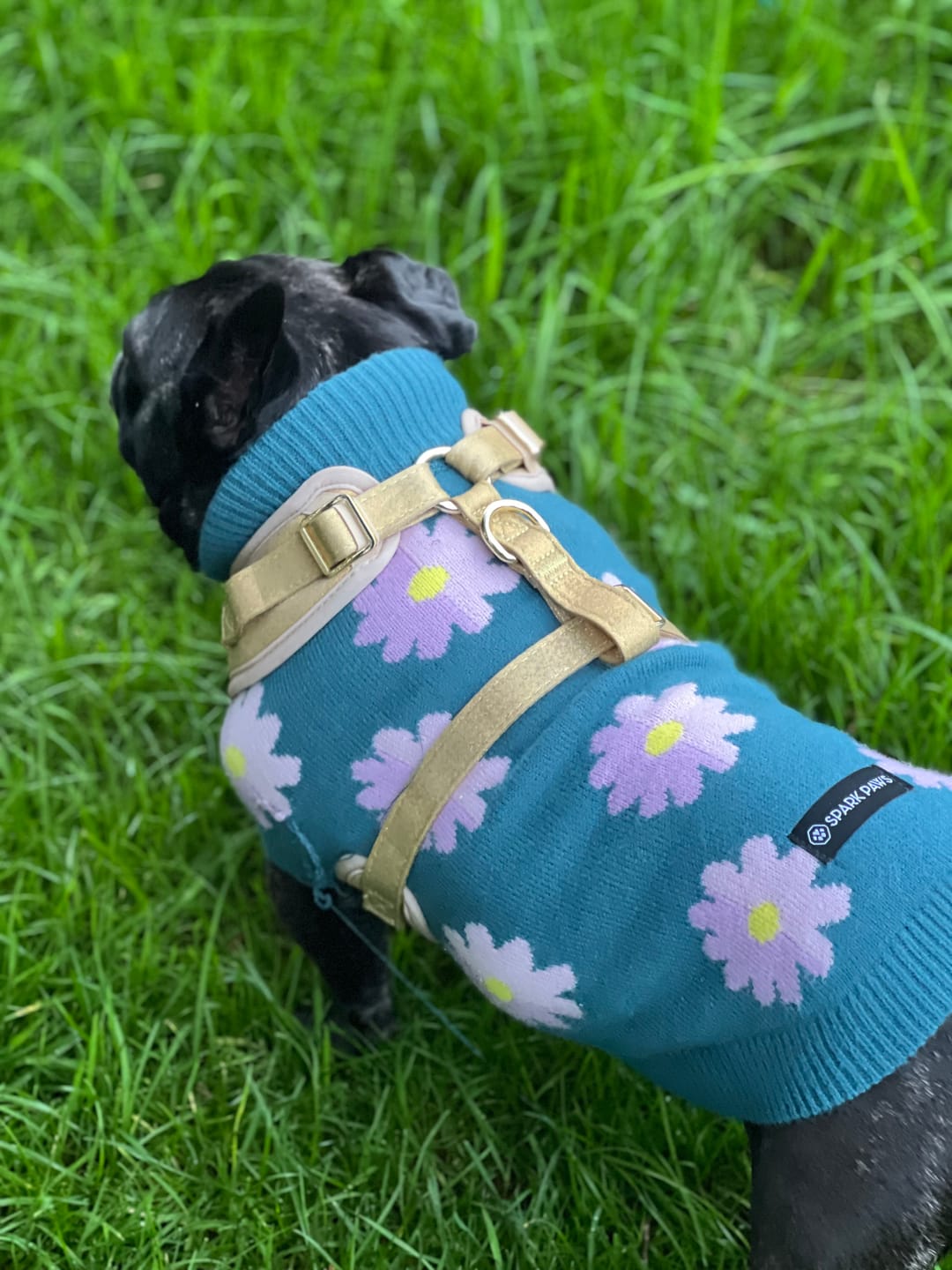 Customer photo review of Flower Knit Dog Sweater