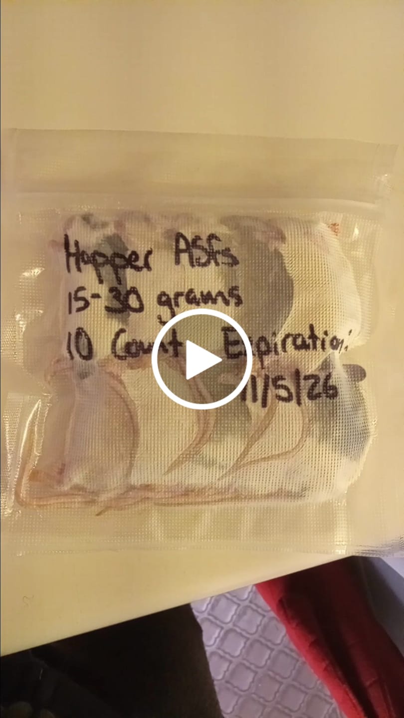 Customer video review of Hopper African Soft Fur Rats (10 Count)