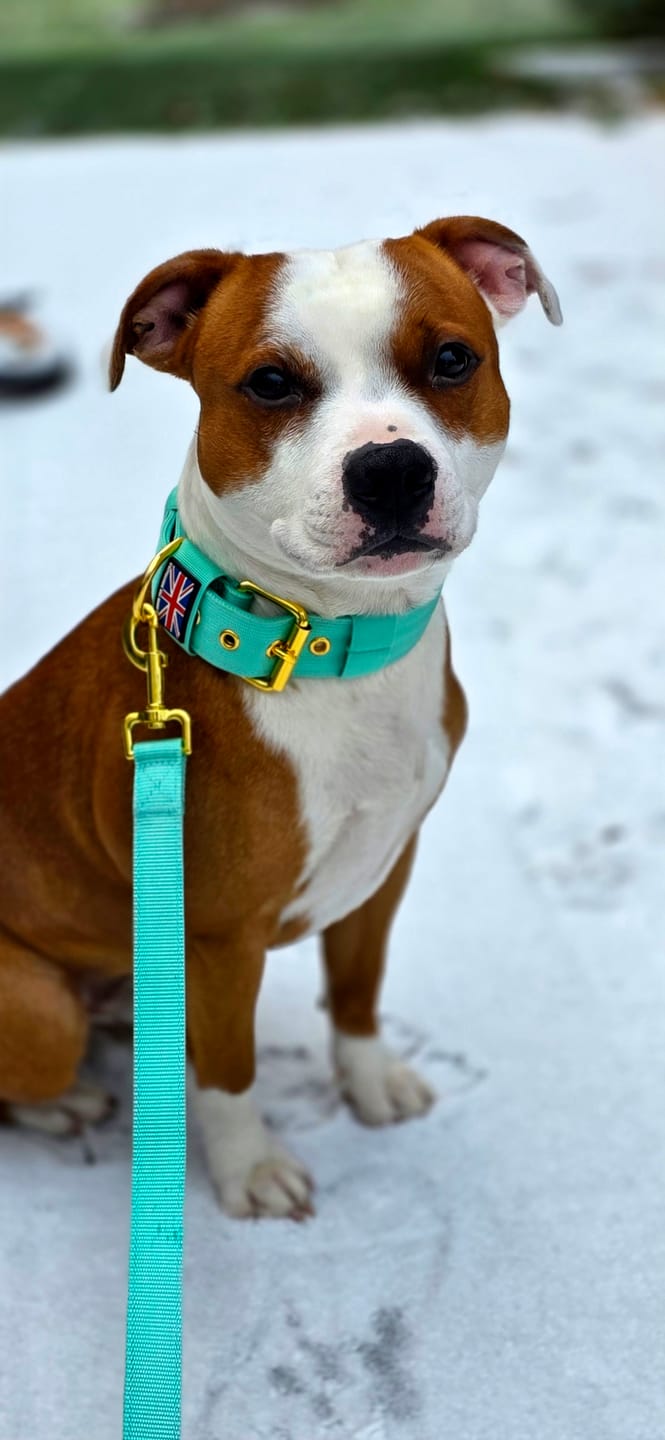 Customer photo review of Staffordshire Bull Terrier 1935® Nylon Collar with Handle - Alvin Edition - Aqua & Neon Orange