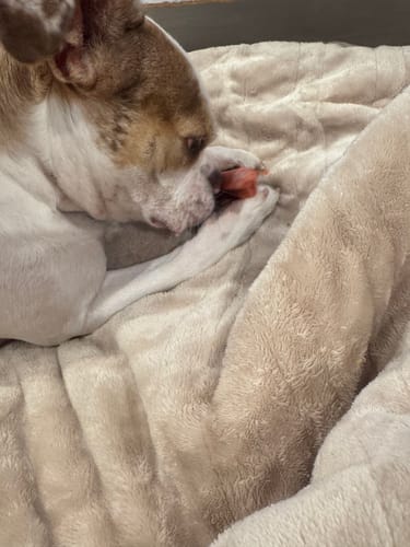 Customer photo review of 4-Stick Yak Chew Pack – Mint, Banana, Strawberry & Pumpkin