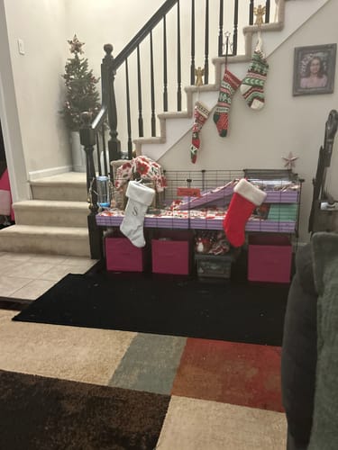 Customer photo review of 4x2 C&C Cage with Loft & Stand