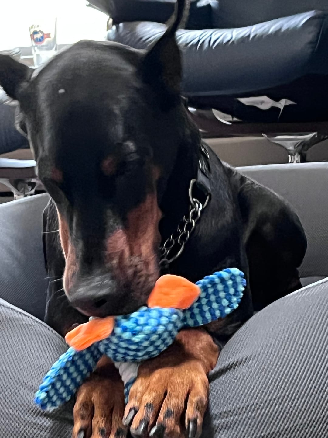 Customer photo review of Brooklyn® Deep Sleep Pet Bed