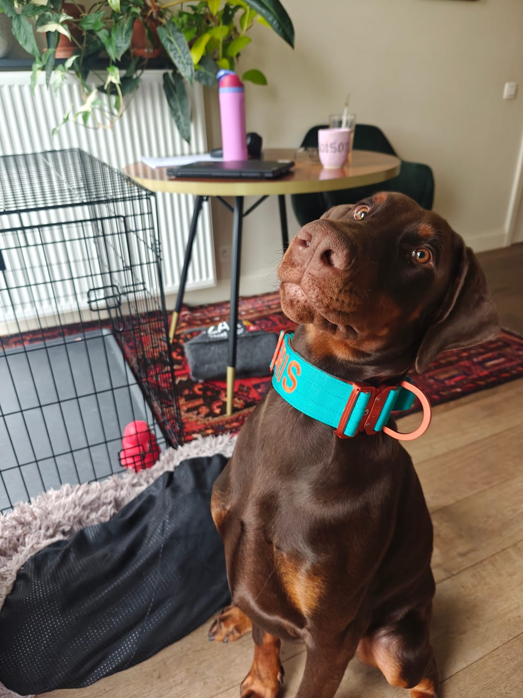Customer photo review of 5cm Lighter Combat® Collar | With Handle Secure Clip - Turquoise x Orange