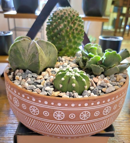 Customer photo review of Mammillaria polythele Toluca
