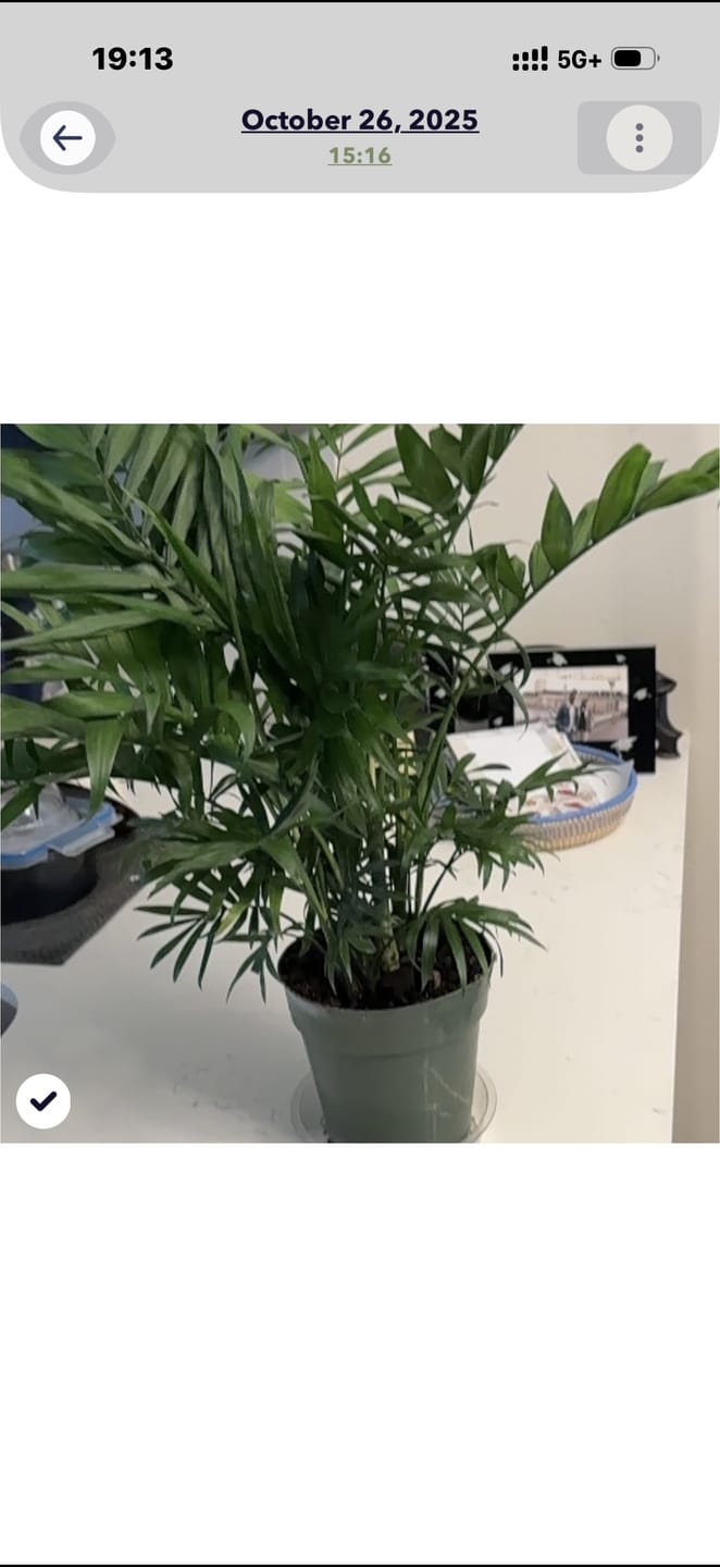 Customer photo review of Areca Palm, Golden Cane, Dypsis Lutescens
