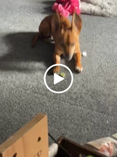 Customer video review of 4-Stick Yak Chew Pack – Mint, Banana, Strawberry & Pumpkin
