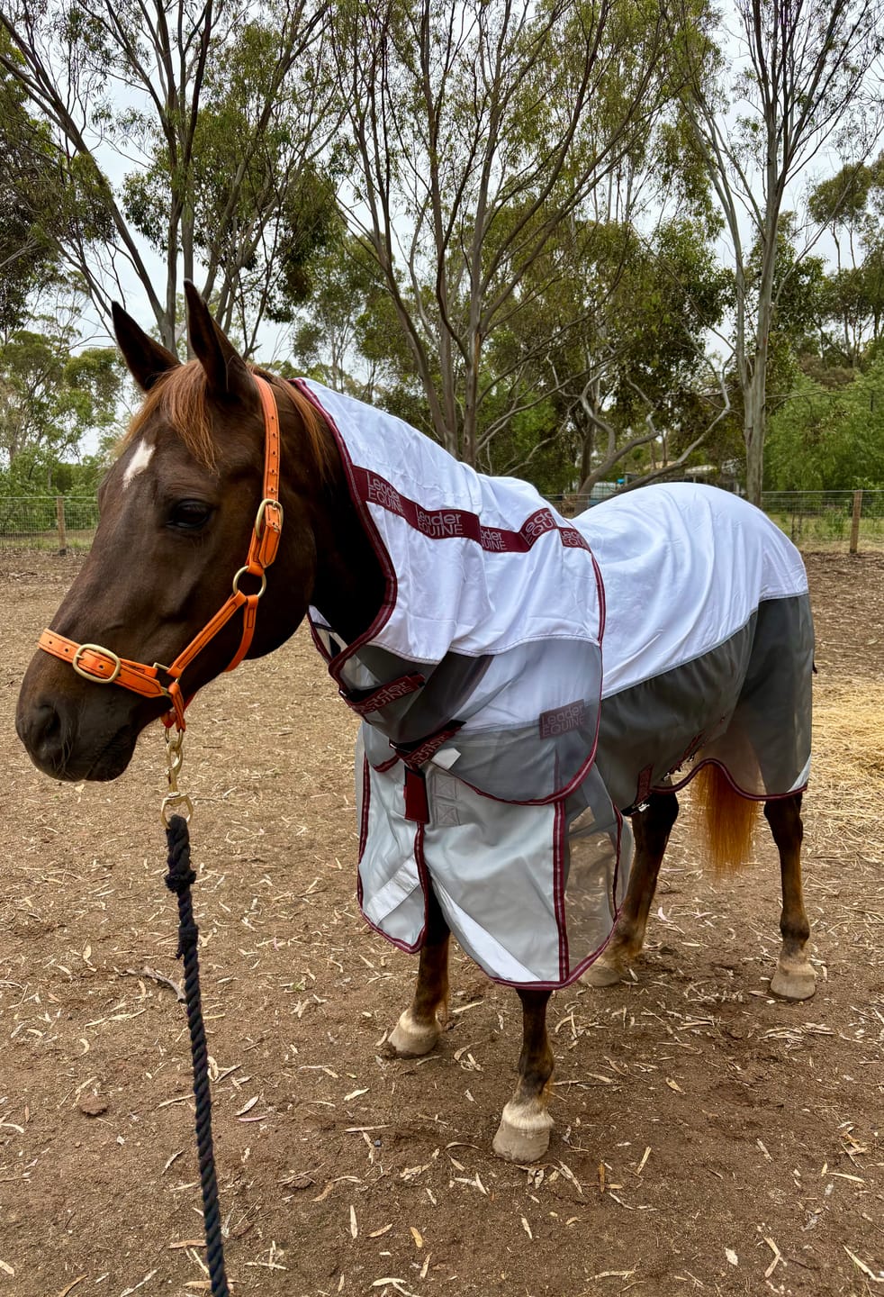 Customer photo review of LE Breeze Summer Sheet with Fieldsafe Front