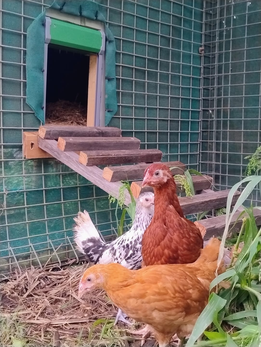 Customer photo review of Pets Gear Automatic Chicken Coop Door Solar Powered