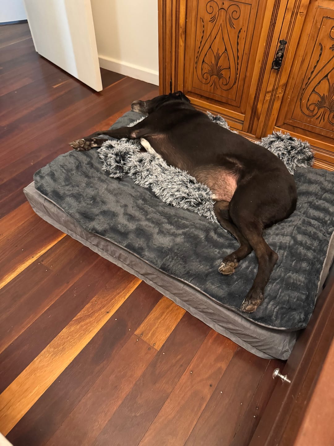 Customer photo review of Pet Calming Blanket