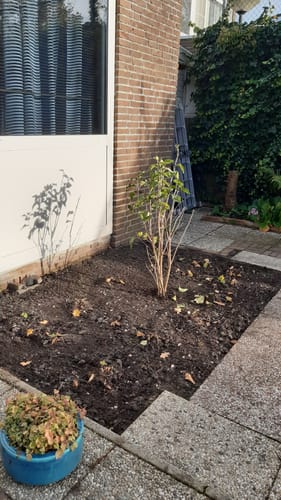 Customer photo review of Ooievaarsbek - Geranium 'Rozanne'