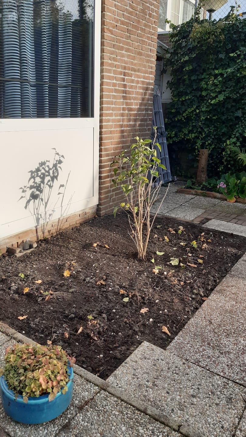 Customer photo review of Ooievaarsbek - Geranium 'Rozanne'