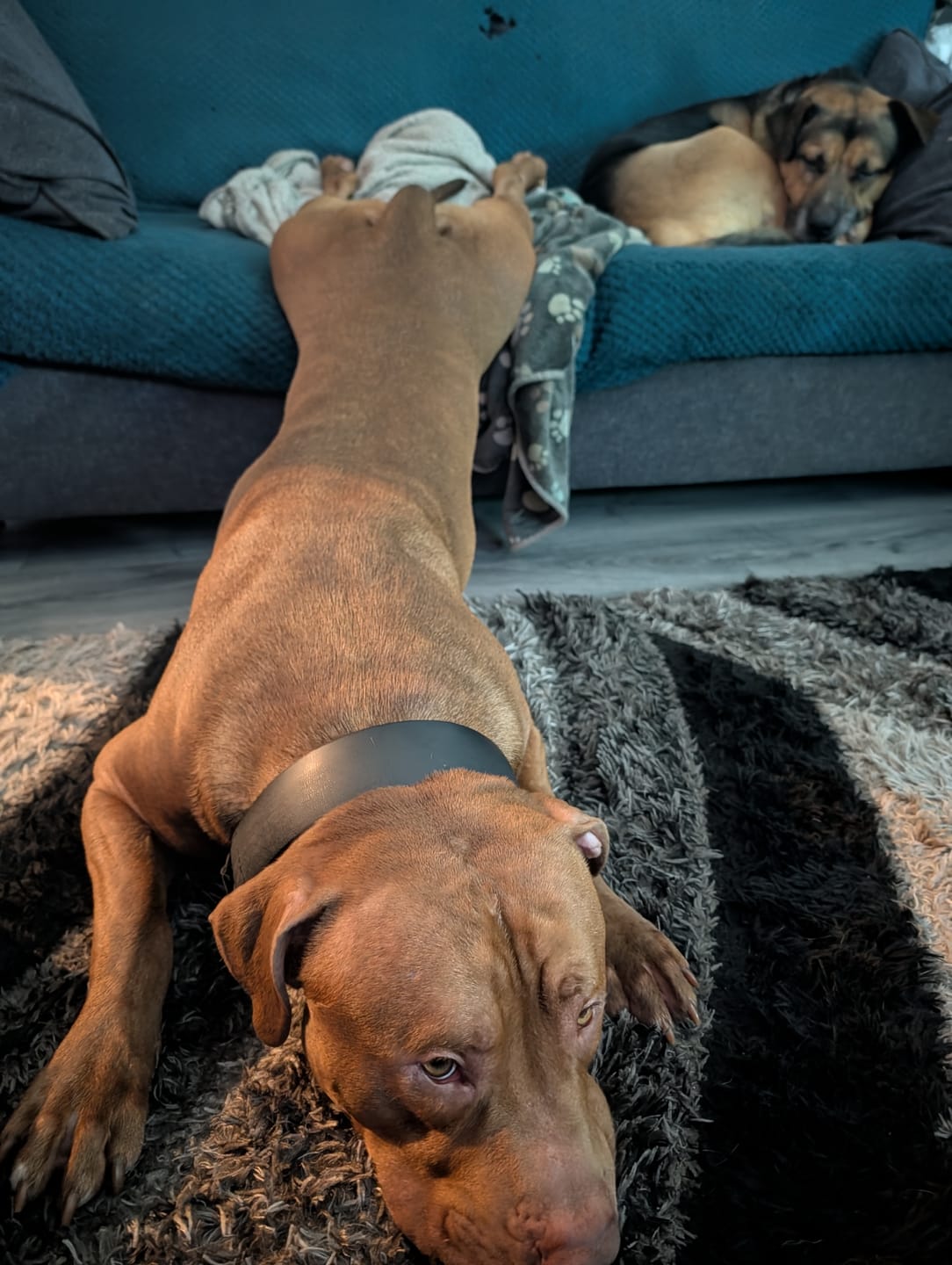 Customer photo review of Dog ID Attachment Tag (8 Colour Choices)