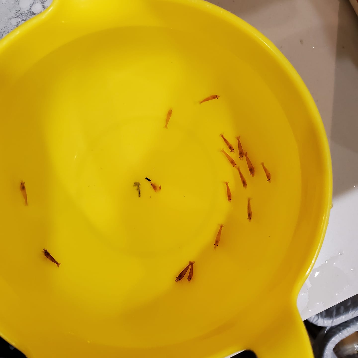 Customer photo review of Orange Sunkist Shrimp