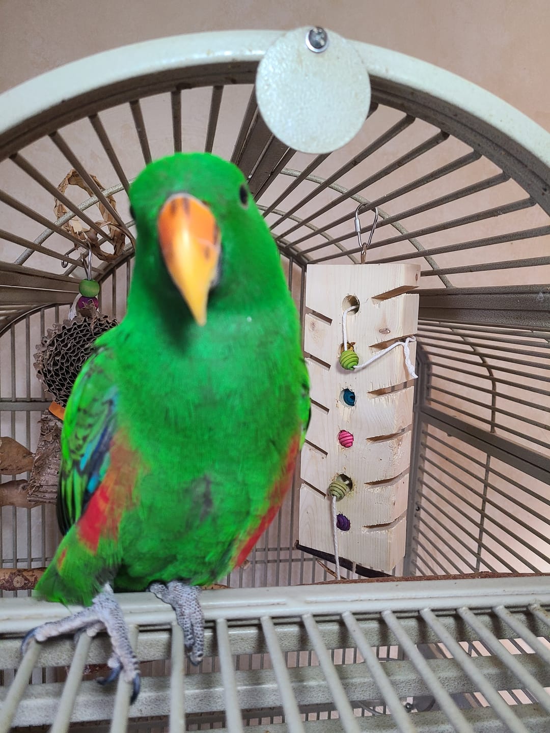 Customer photo review of Stop! Forage Time by Cheep Thrills Bird Toys