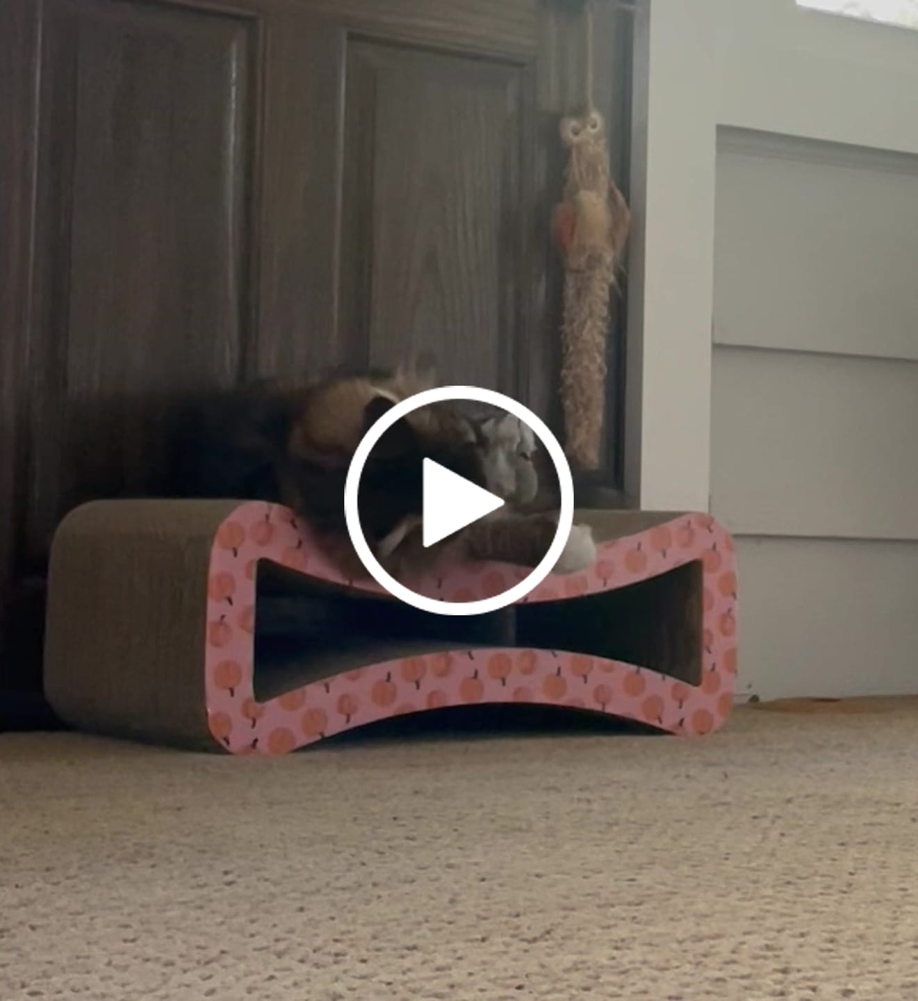 Customer video review of Interactive Bird Simulation Cat Toy Set | Leo's Paw